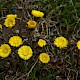 Tussilago farfara