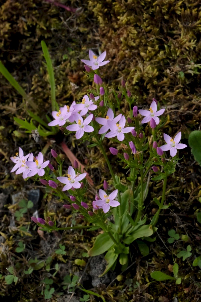 Centaurium erythraea - © Charles Hipkin