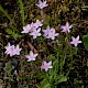 Centaurium erythraea