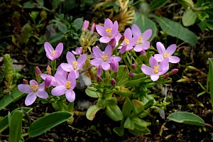 Centaurium erythraea Common Centaury