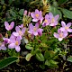 Centaurium erythraea