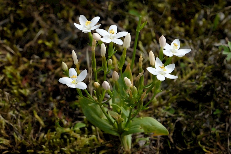 Centaurium erythraea - © Charles Hipkin