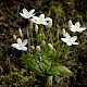 Centaurium erythraea