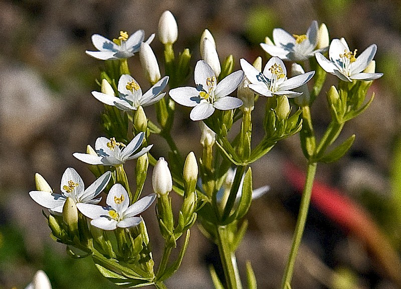 Centaurium erythraea - © Charles Hipkin