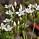 Centaurium erythraea