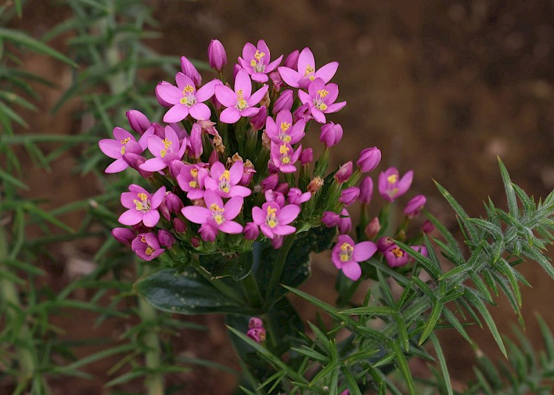 Centaurium erythraea - © Barry Stewart