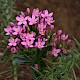 Centaurium erythraea