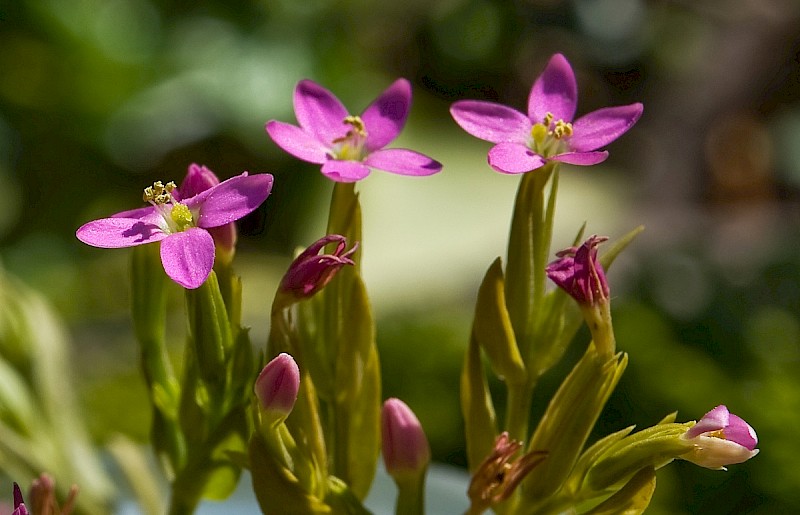 Centaurium pulchellum - © Charles Hipkin