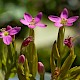 Centaurium pulchellum