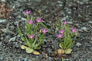 Centaurium pulchellum Lesser Centaury