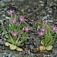 Centaurium pulchellum