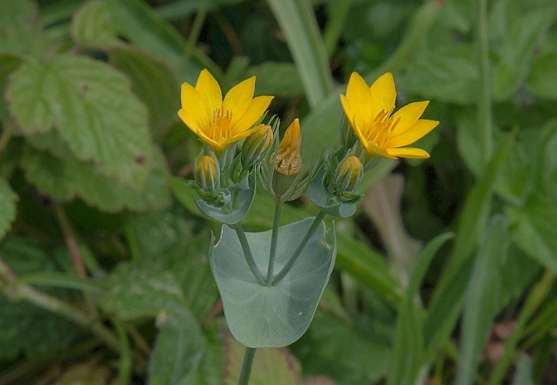 Blackstonia perfoliata - © Charles Hipkin