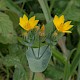 Blackstonia perfoliata