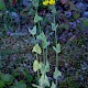 Blackstonia perfoliata