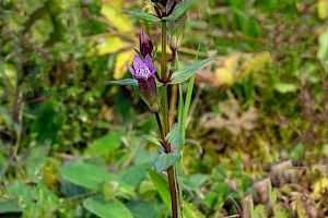 Gentianella amarella Autumn Gentian