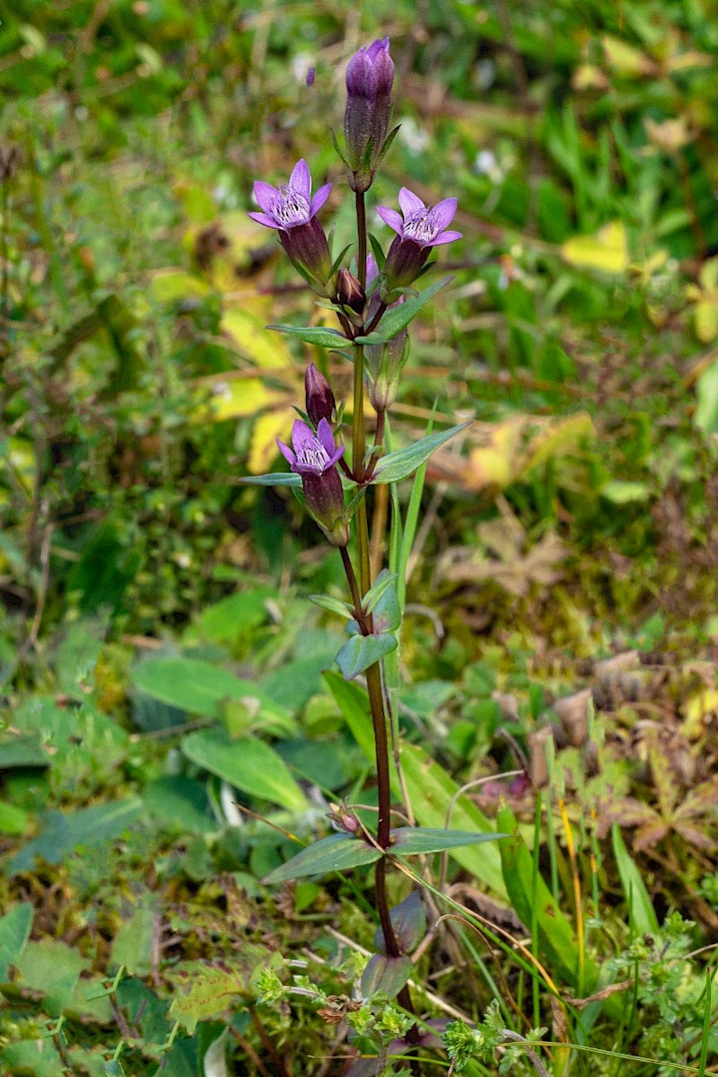 Gentianella amarella - © Charles Hipkin