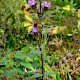 Gentianella amarella