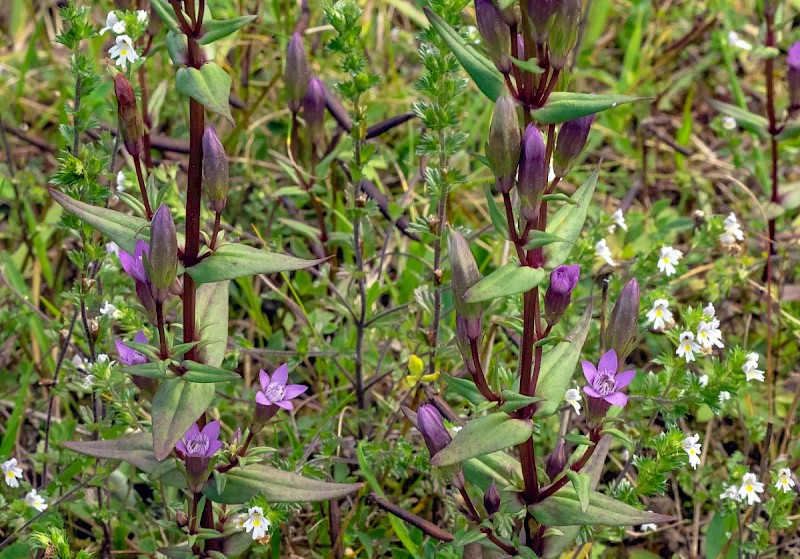 Gentianella amarella - © Charles Hipkin