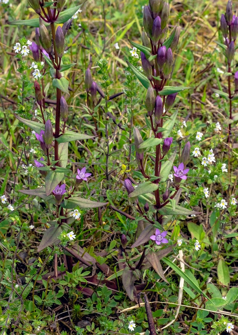 Gentianella amarella - © Charles Hipkin