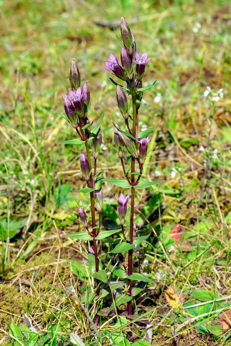 Gentianella amarella - © Charles Hipkin