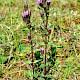 Gentianella amarella