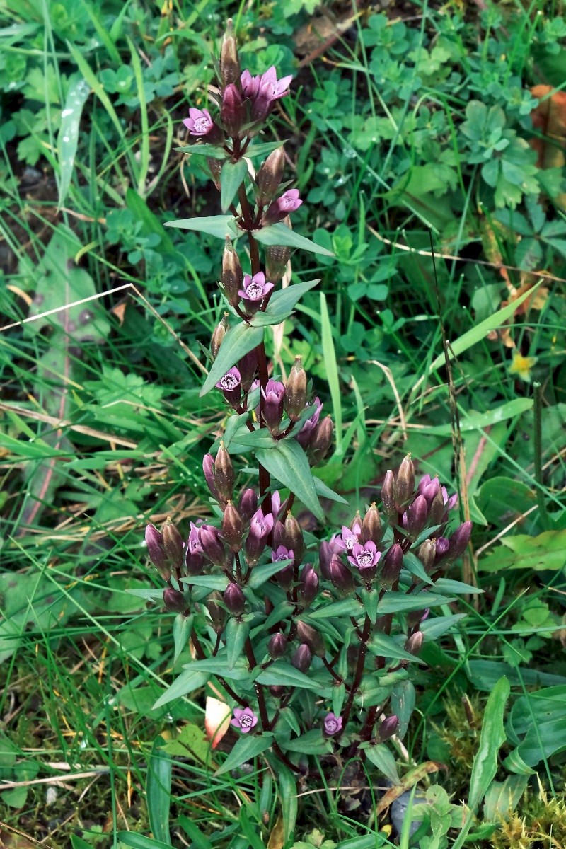 Gentianella amarella - © Charles Hipkin