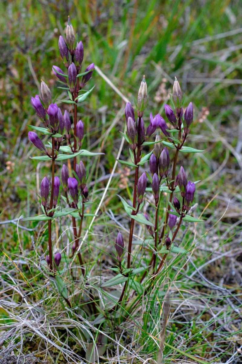 Gentianella amarella - © Charles Hipkin