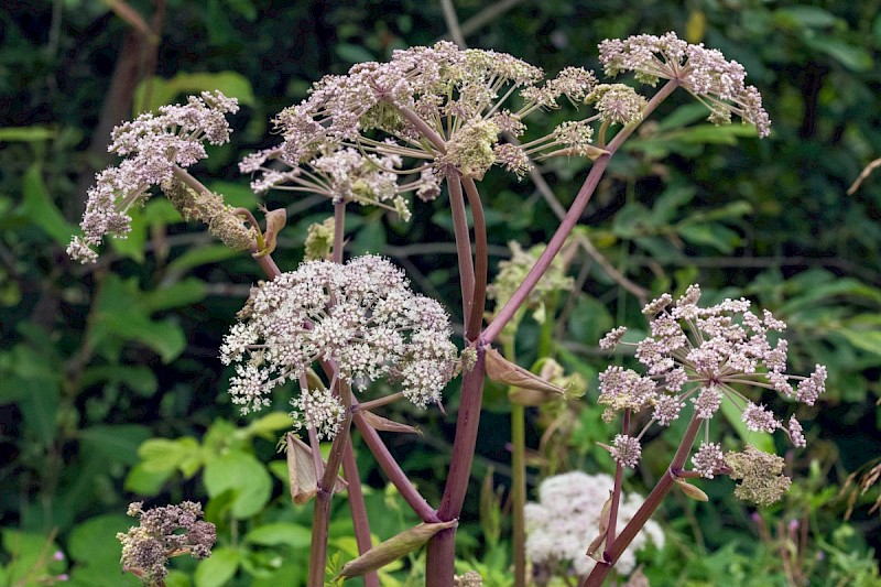 Angelica sylvestris - © Charles Hipkin