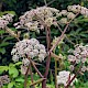 Angelica sylvestris