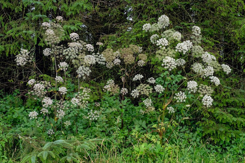 Angelica sylvestris - © Charles Hipkin