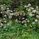 Angelica sylvestris