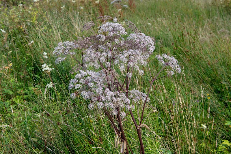 Angelica sylvestris - © Charles Hipkin