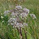 Angelica sylvestris