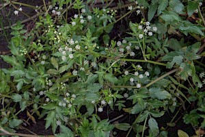 Apium nodiflorum Fool's-water-cress