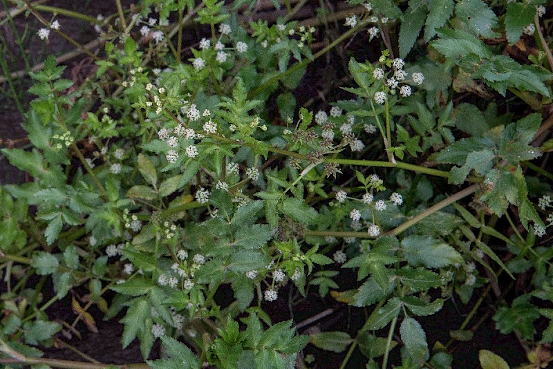 Apium nodiflorum - © Charles Hipkin