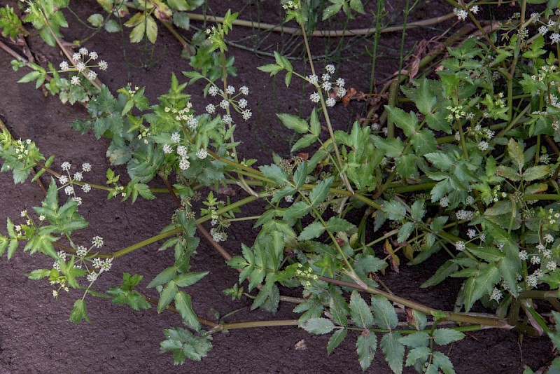 Apium nodiflorum - © Charles Hipkin