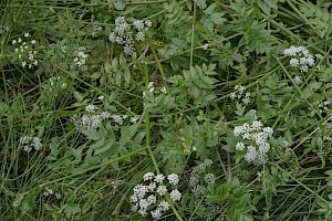 Berula erecta Lesser Water-parsnip