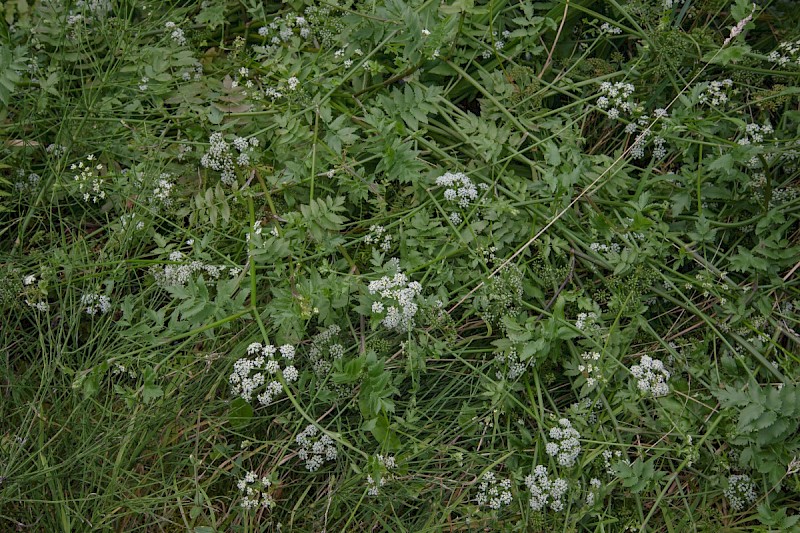 Berula erecta - © Charles Hipkin