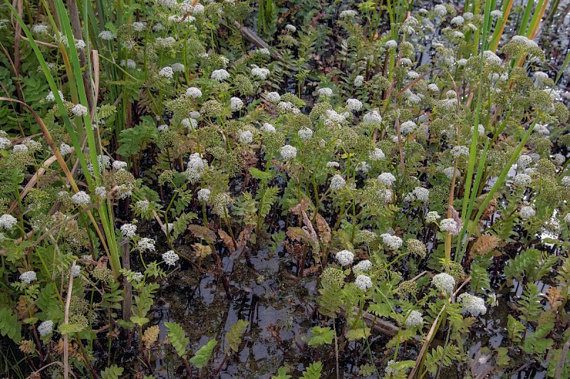 Berula erecta - © Charles Hipkin