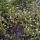 Berula erecta