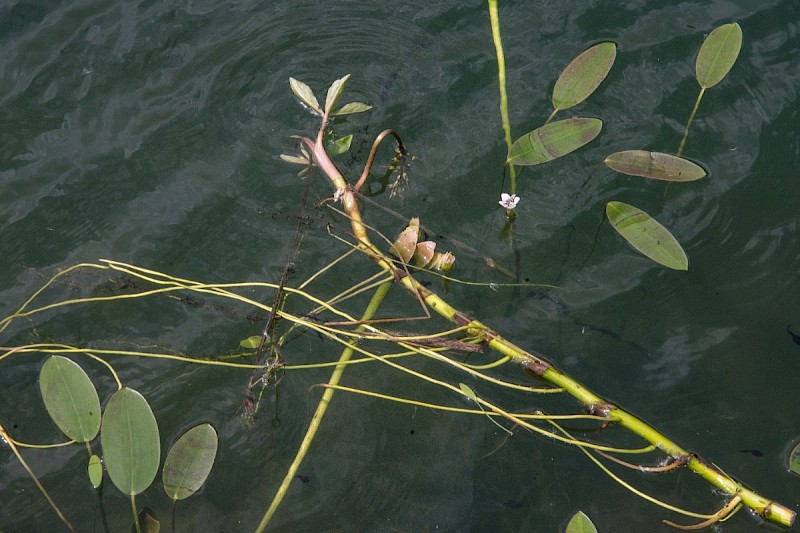 Aponogeton distachyos - © Charles Hipkin