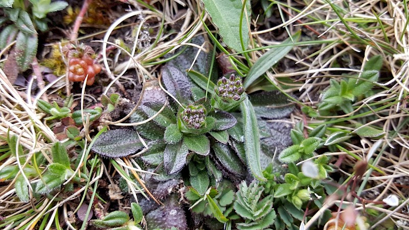 Arabis hirsuta - © Barry Stewart