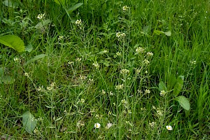 Arabidopsis thaliana Thale Cress