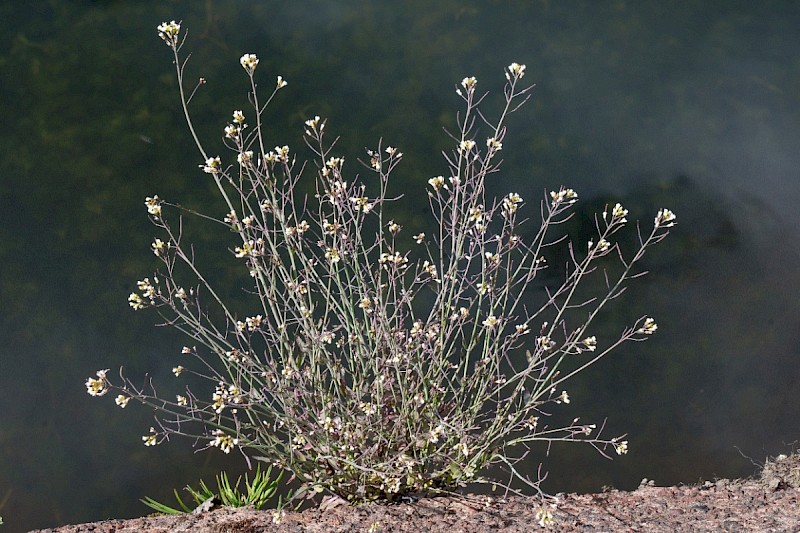 Arabidopsis thaliana - © Charles Hipkin