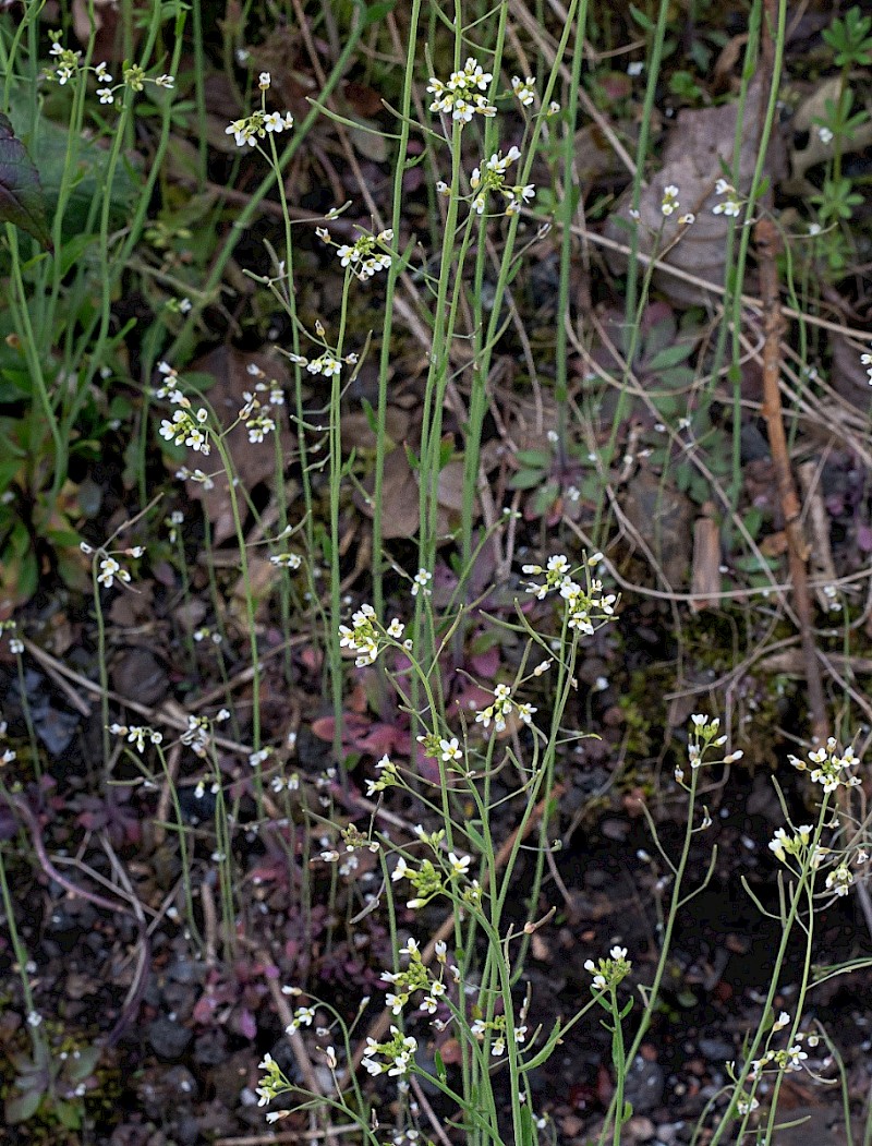 Arabidopsis thaliana - © Charles Hipkin