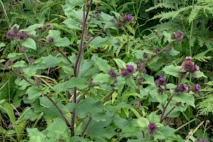 Arctium minus Lesser Burdock