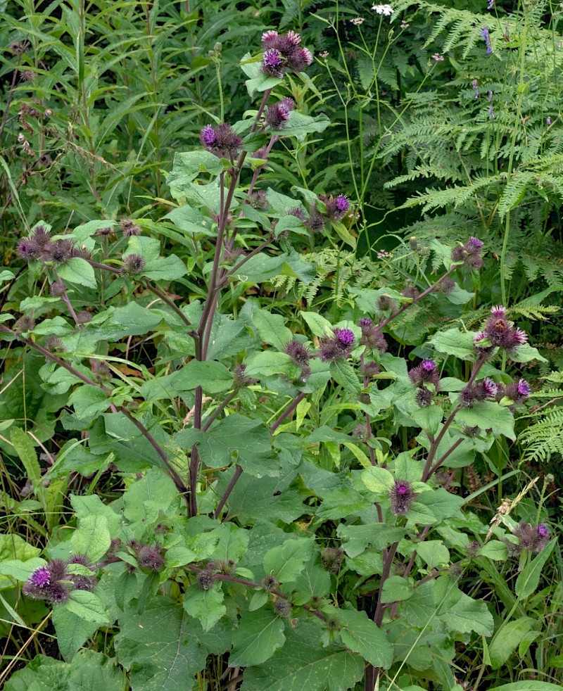 Arctium minus - © Charles Hipkin