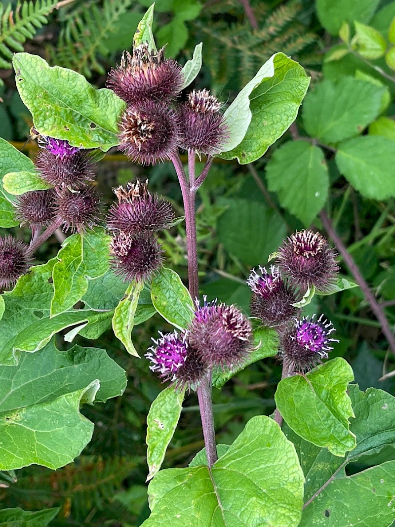 Arctium minus - © Charles Hipkin