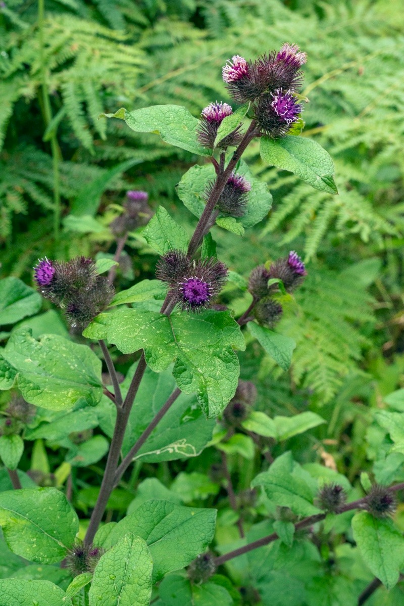 Arctium minus - © Charles Hipkin