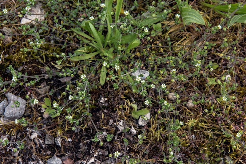 Arenaria serpyllifolia - © Charles Hipkin